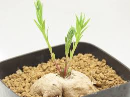 Image result for Aeollanthus subacaulis