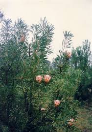 Image result for Protea rupestris