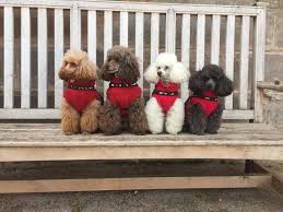 Poodle Girls Amber Meg Penny Bramble Toy Poodle Family Poodlegirls Toy Poodle Poodle Dog Cute Animals