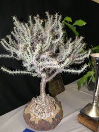 Image result for Euphorbia glanduligera