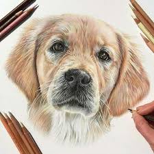 Because of a golden's unstoppable desire to. Haustier Hund Zeichnen Art Pet Portraits Art Haustier Hund Pet Portraits Zeichnen Cute Dog Drawing Dog Pencil Drawing Animal Portraits Art