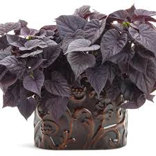 The pretty and fragrant calamint flowers grow in small clusters and come in a range of colors, including white, purple, pink, and red. Proven Accents Sweet Caroline Sweetheart Jet Black Sweet Potato Vine Ipomoea Batatas Proven Winners