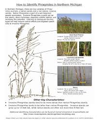 Image result for Phragmites