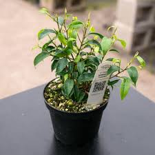 Image result for Ficus benjamina