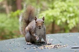 They are a far cry from natural squirrel repellent, but they are a way to keep squirrels out of the garden. How To Get Rid Of Squirrels Networx