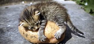 I know that thanks to my waitress at mon ami gabi! Can Cats Eat Potatoes How About Sweet Potatoes Catster