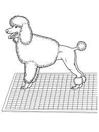 Check spelling or type a new query. Puddle Coloring Page 1001coloring Com