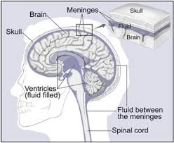 Brain Tumor Symptoms Signs Treatment Surgery Types