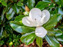 The range of southern magnolia extends from north carolina along the atlantic coast to central florida, westward through the southern half of georgia, alabama, and mississippi, and across louisiana into eastern texas. 12 Common Species Of Magnolia Trees And Shrubs