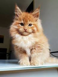 Le maine coon est aussi un géant au cœur tendre, qui préfère les câlins et la tranquillité aux activités intenses. Epingle Sur Chaton Maine Coon