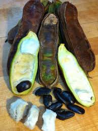 A fast growing tree/shrub able to. Ice Cream Bean Tree Inga Edulis Real Tropicals