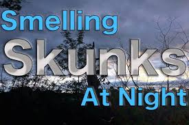 What Does It Mean When You Smell Skunk At Night Pest Pointers Tips For At Home Pest Control