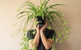 Drooling, oral pain, and swelling, difficulty. Snake Plant Archives Salisbury Greenhouse
