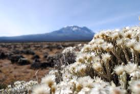 Image result for Helichrysum nitens