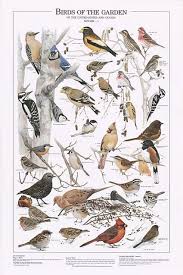 Identification Backyard Birds Of Minnesota Birds Of The Garden Winter Volume I Identification Chart Bird Identification Wall Posters At Songbird Garden Bird Identification Bird Poster Bird Pictures