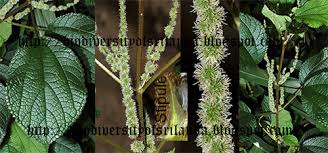 Image result for Boehmeria macrophylla