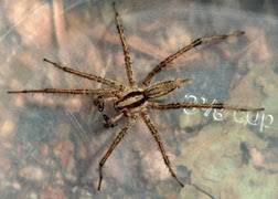 Listing of bugs and other insects that can be found in colorado. Brown Recluse Spiders In Colorado Recognition And Spiders Of Similar Appearance 5 607 Extension