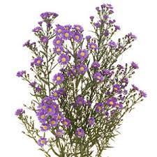 Aster Flowers Purple Fiftyflowers Com Aster Flower Purple Flowers Lisianthus Flowers