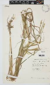 Image result for Ischaemum afrum