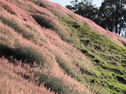 Image result for Melinis minutiflora