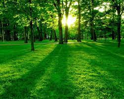 More images for forest green background 4k » 25 Hd Green Forest Wallpapers On Wallpapersafari