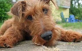 Explore 13 listings for irish terrier puppies for sale at best prices. 50 Irish Terrier Ideas Irish Terrier Terrier Irish Dog