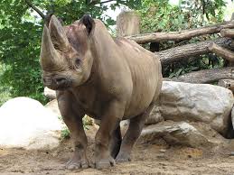Zoo dvůr králové, republik ceko. Rhino Zoo Rhinoceros Animal Free Photo On Pixabay