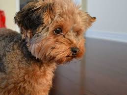 See a recent post on tumblr from @purpleisa about curly+hair. 25 Marvelous Yorkie Poo Pictures Slodive Yorkie Poo Yorkie Cute Haircuts