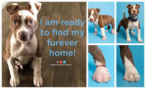 Central pet has locations in tucson and amado with pet experts who are committed to caring for your pet in your absence. Little Foot Update Ready For Adoption Arizona Humane Society Facebook