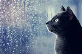 Love the Rain ☂ via Relatably.com