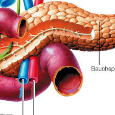 Mediziner Erklart Bauchspeicheldrusenkrebs Symptome Und Ursachen Kassel