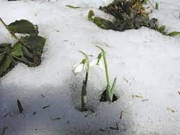 Snowdrops Finegardening