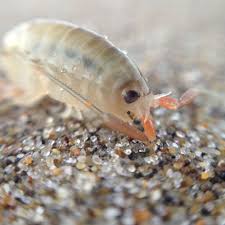 Sand fleas are creepy creatures that are approximately 1.5 inches in length when seen through a microscope. Stream Iona Northbeach 13 July 2011 Plus Invasion Of The Sand Fleas By Tim Nunn Listen Online For Free On Soundcloud