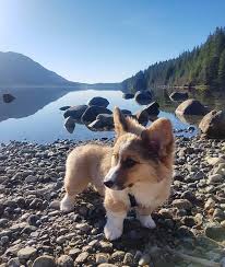 20 tiere die fur eine gluckliche beziehung sorgen tiere susseste haustiere niedliche tierbabys