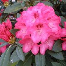 Sneezy Rhododendron Buy Sneezy Yakushimanum Rhododendrons Online Millais Nurseries