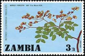 Image result for Julbernardia paniculata