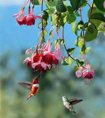 Pin By Kim Searle Dayton On Hummingbird Butterfly Gardening Beautiful Birds Fuchsia Flowers Hummingbird