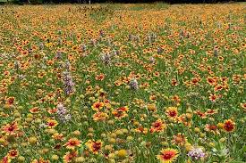 Check spelling or type a new query. Brushy Creek Regional Trail Texas Trails Traillink