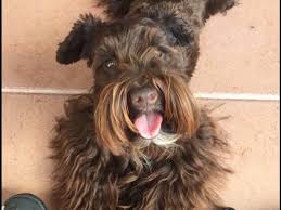 We did not find results for: Stein Miniature Schnauzer Puppies Puppies For Sale