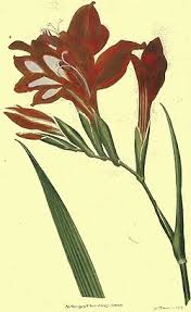 Image result for Gladiolus magnificus
