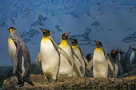 Top 20 King Penguin Facts Habitat Diet Breeding More Facts Net