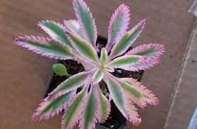 Kalanchoe Houghtonii Pink Teeth Variegate Variegated Tropical Greenhouses Room With Plants