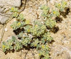 Image result for Trianthema salsoloides