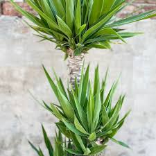Image result for yucca gigantea en casa