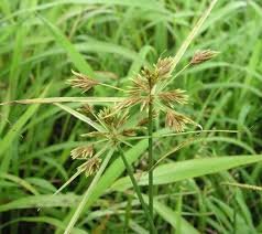 Image result for Polystachya cribbiana