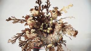 Die rose von jericho sieht auf den ersten blick ganz unscheinbar aus. Timelapse Of Dormant Rose Of Jericho Plants Exploding To Life After Exposure To Water Pflanzen Blumen Kunst Zeitraffer