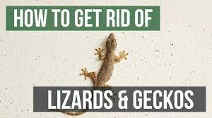 I live in dallas and have an infestation of lizards at my home. How To Get Rid Of Lizards Geckos Youtube