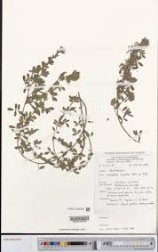 Image result for Indigofera paracapitata