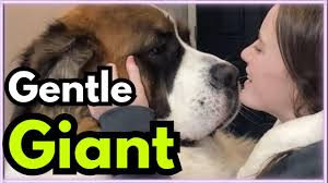 This Is What Growing Up With A Saint Bernard Looks Like.