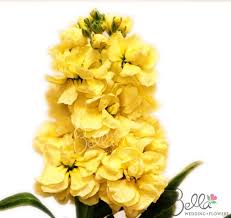Pin On Yellow Flowers